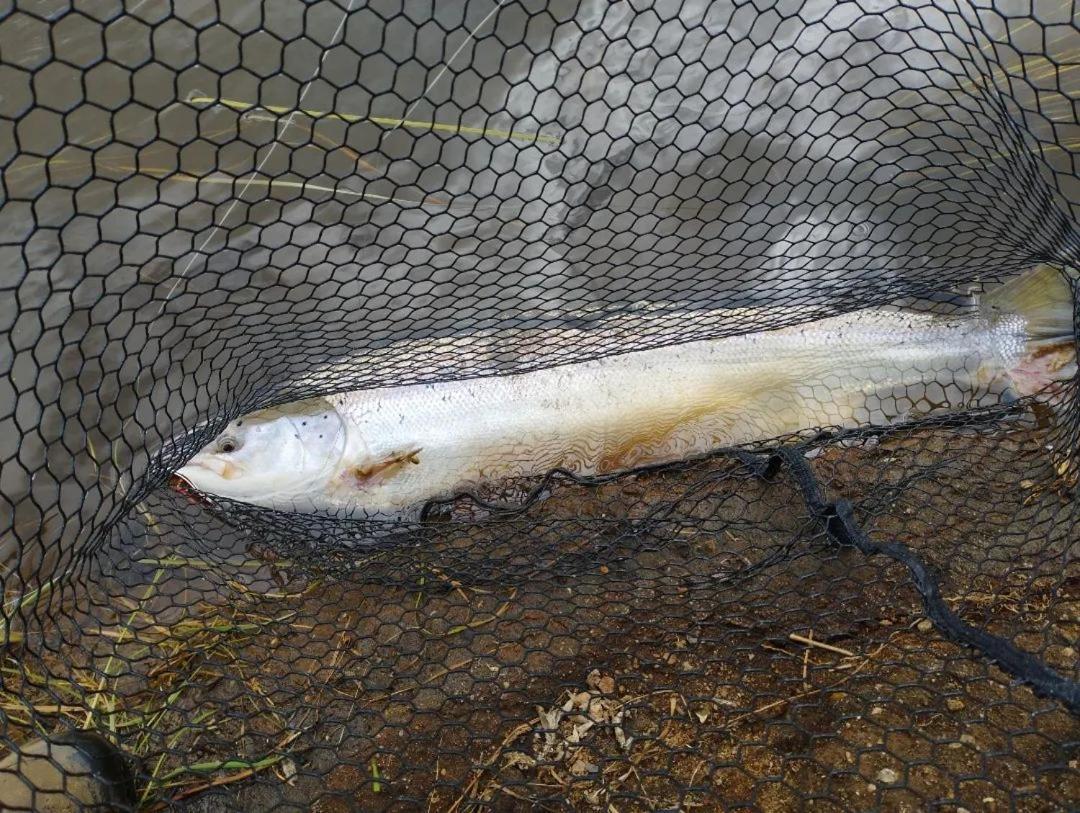 Autentisk Campinghytte Tarm Exteriör bild